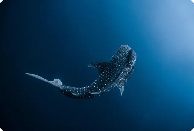 AevGIJNcqLiK-Koh Tao.png